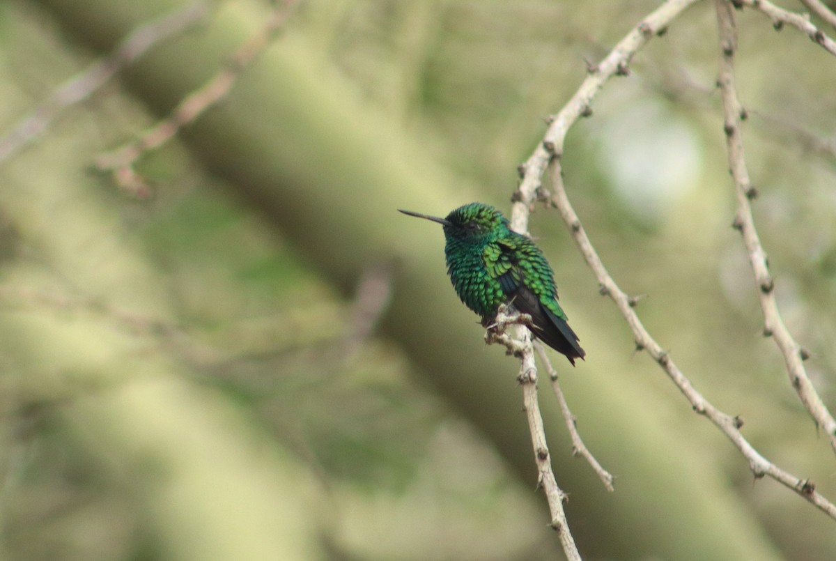 Red-billed Emerald - ML640021141