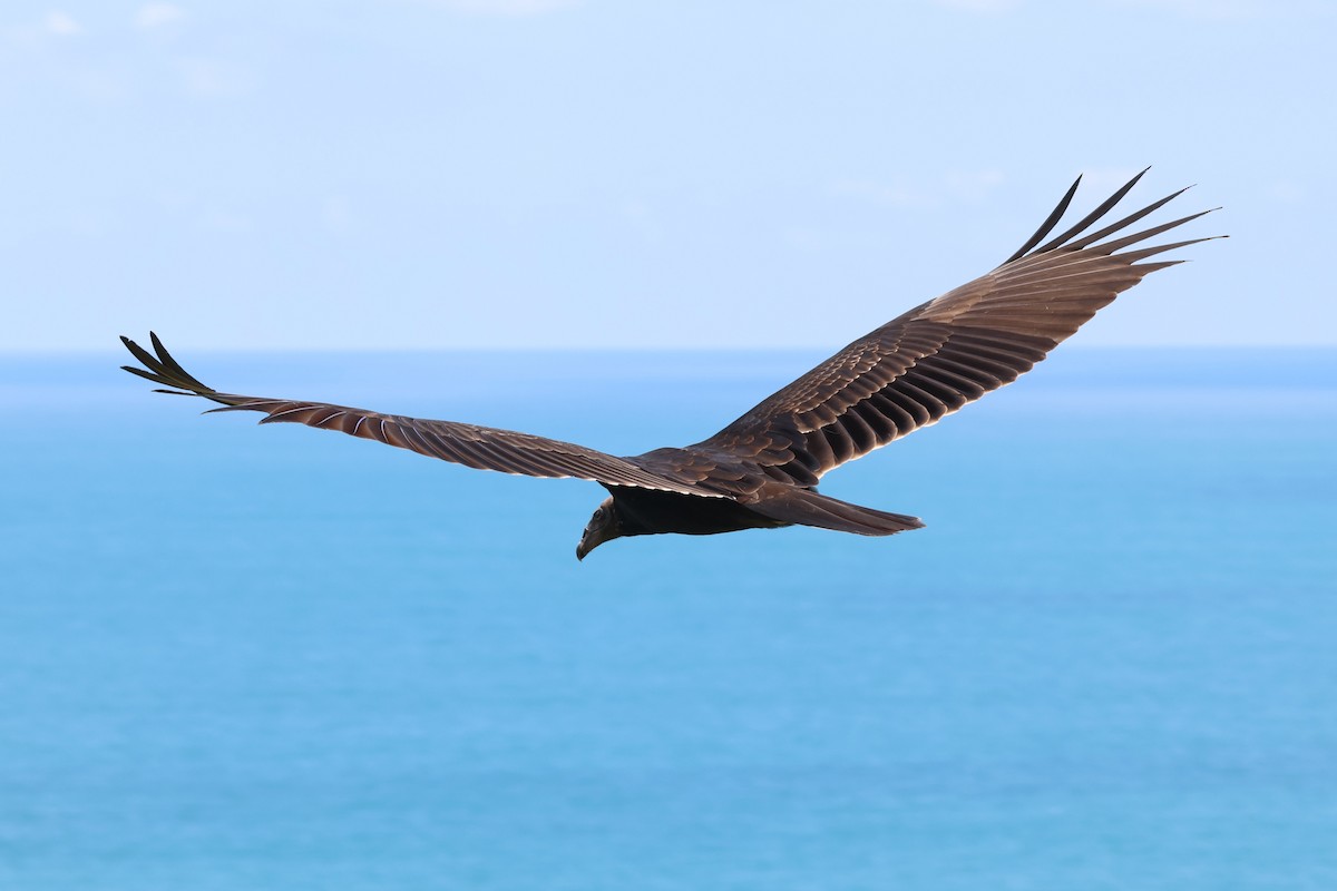 Turkey Vulture - ML640021250