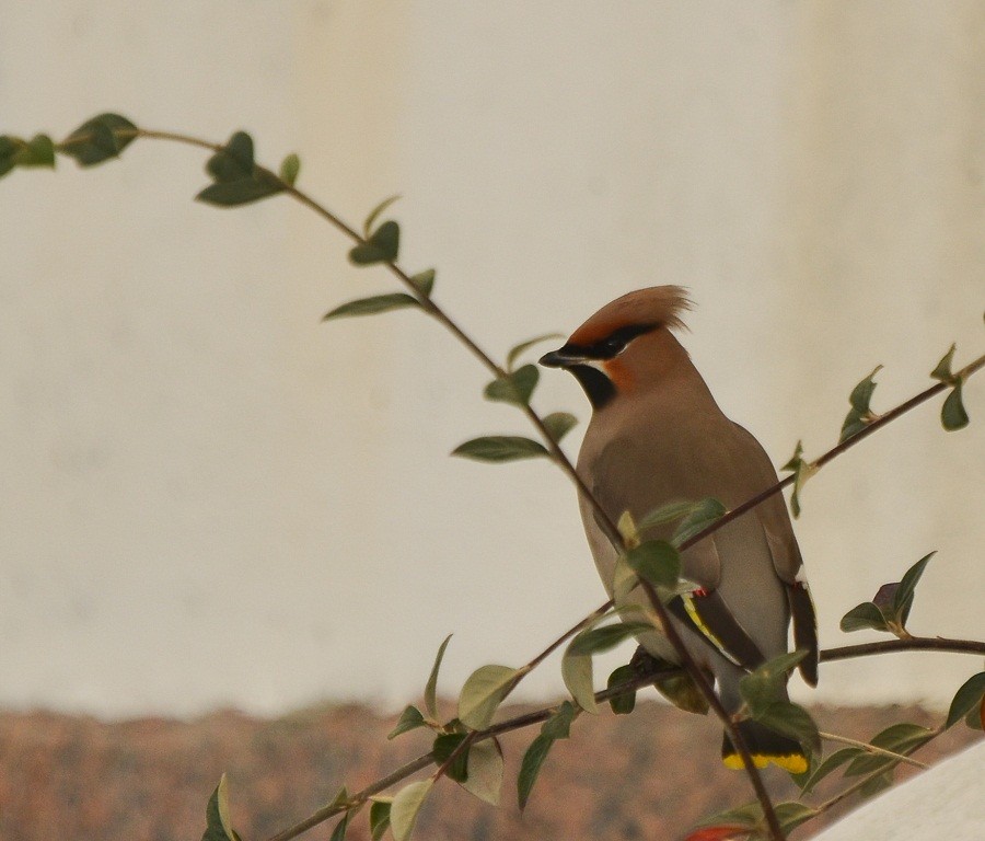 Bohemian Waxwing - ML640021270