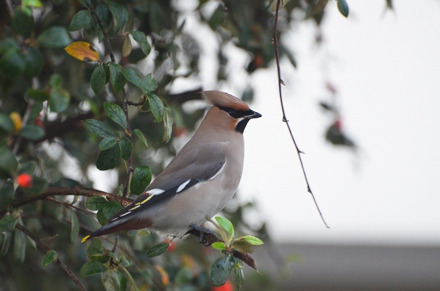 Bohemian Waxwing - ML640021271