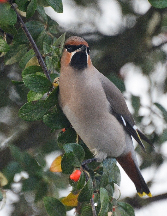 Bohemian Waxwing - ML640021272