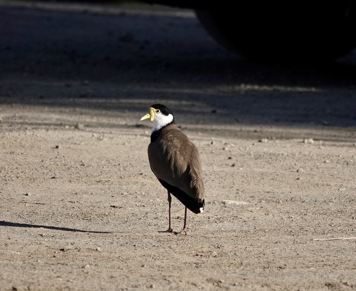 Masked Lapwing (Black-shouldered) - ML640021273