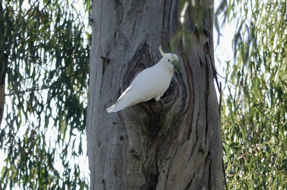 Sulphur-crested Cockatoo - ML640021274