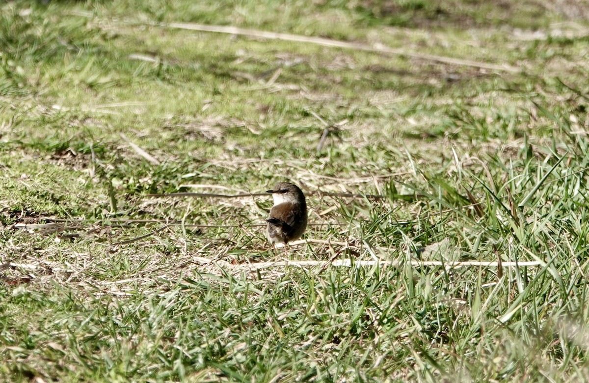 Superb Fairywren - ML640021276