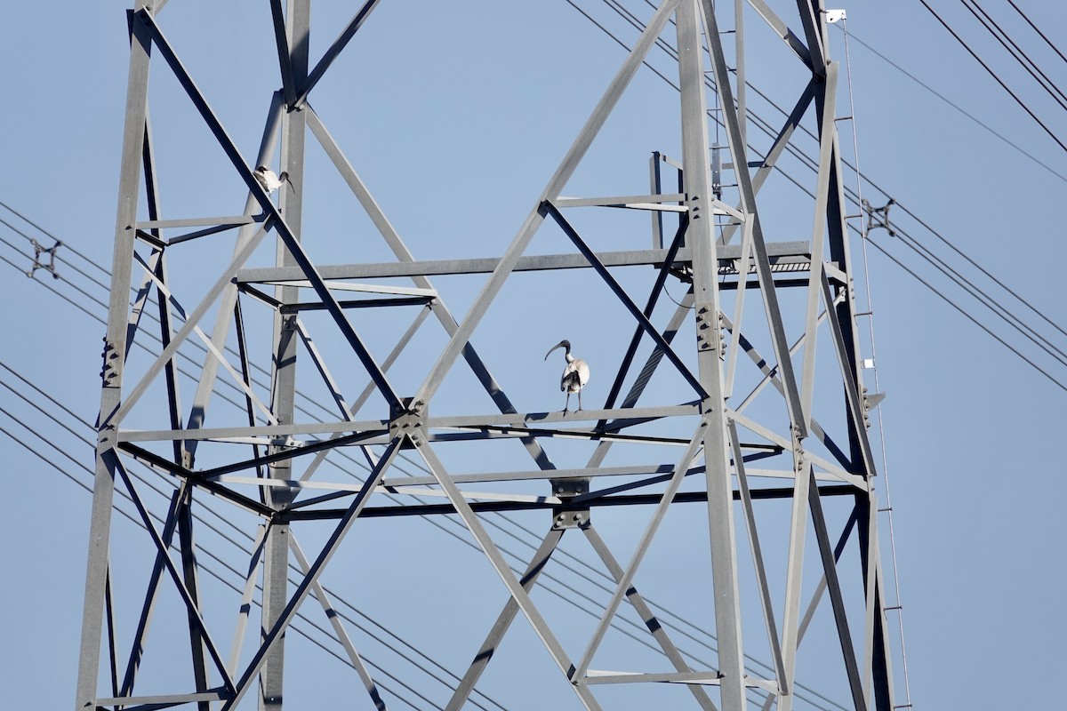 Australian Ibis - ML640021284