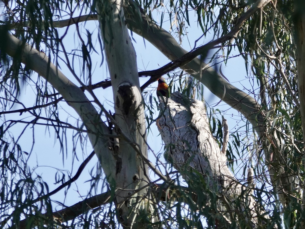 Rainbow Lorikeet - ML640021289