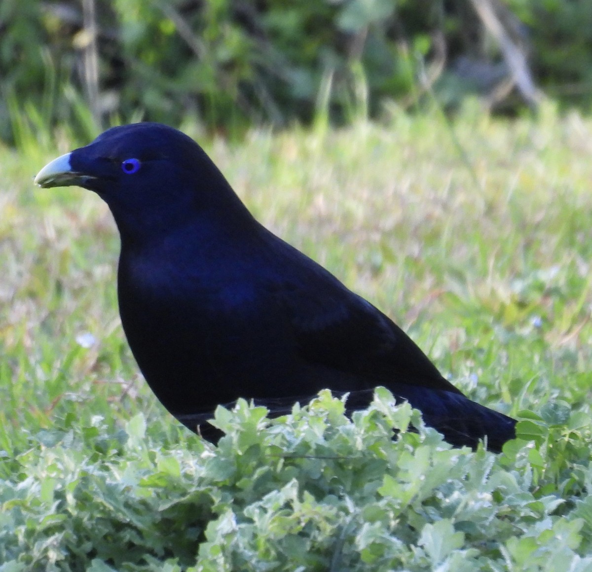 Satin Bowerbird - ML640021301