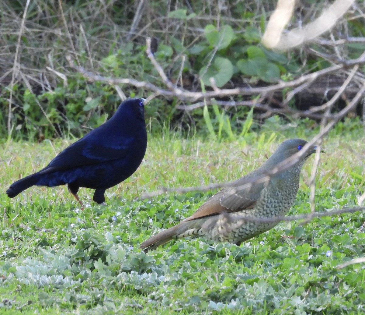 Satin Bowerbird - ML640021302