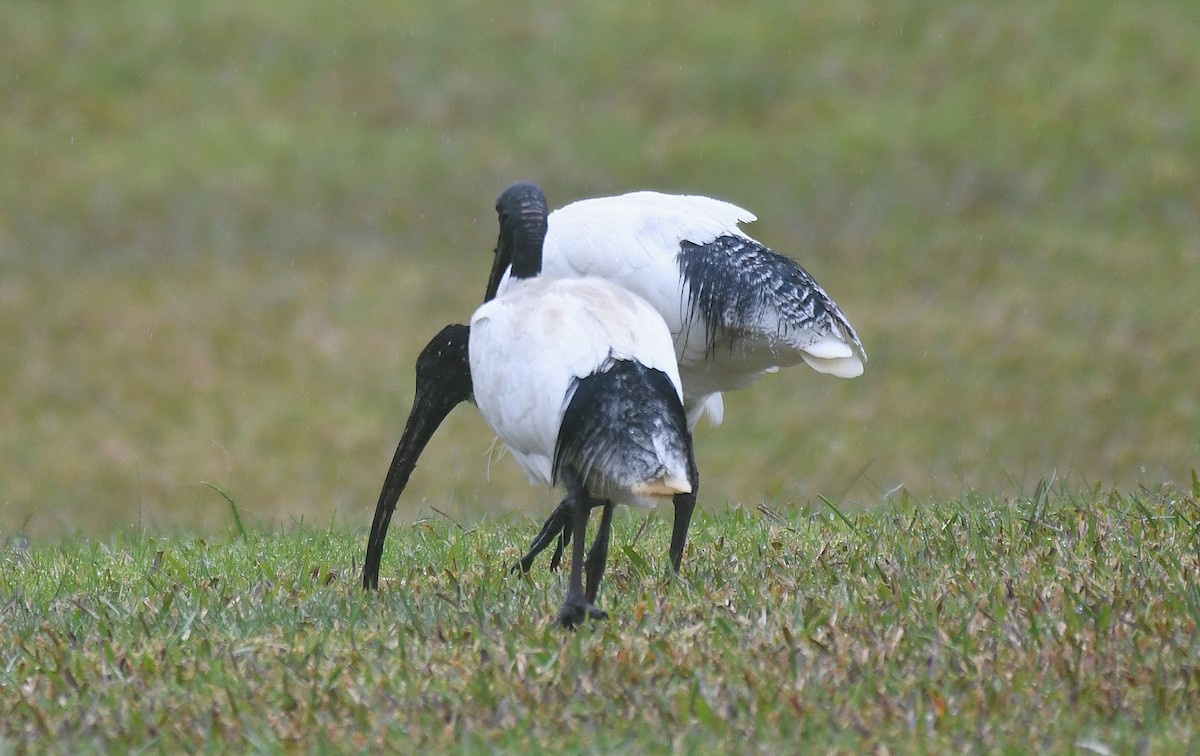 Australian Ibis - ML640021304