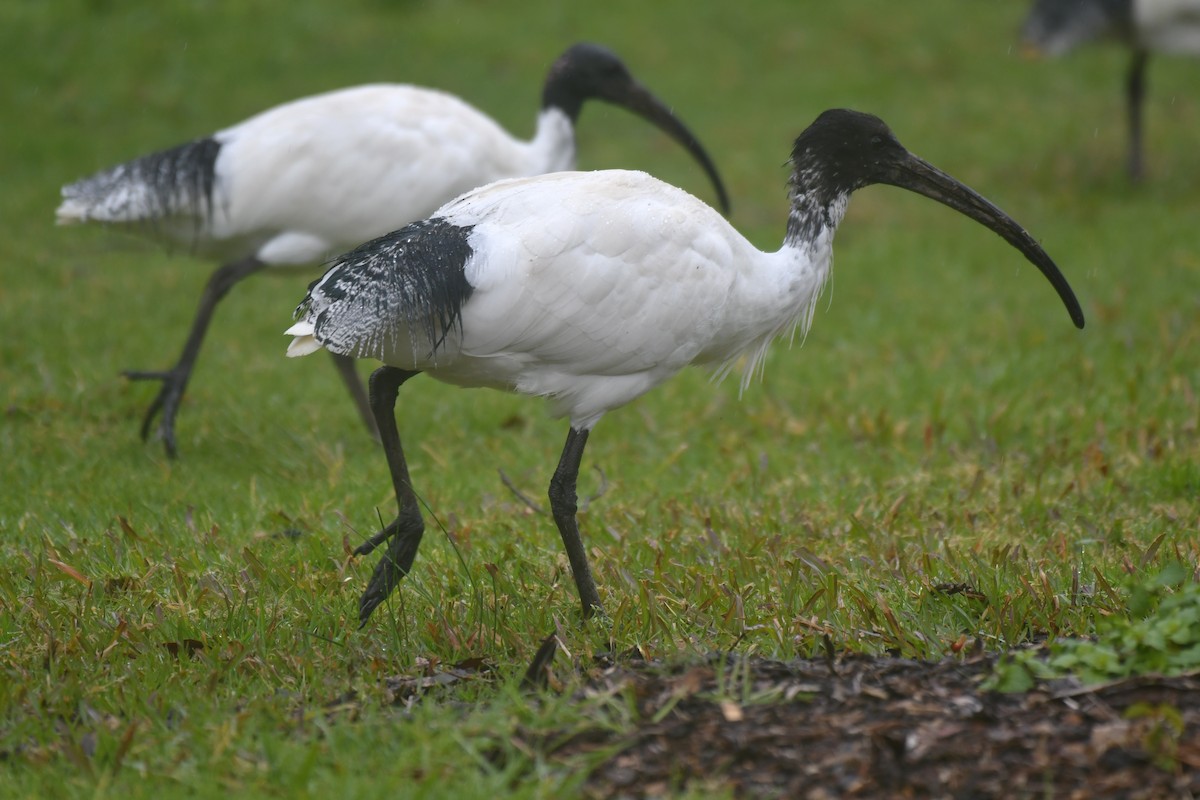 Australian Ibis - ML640021305