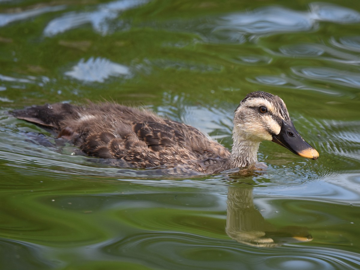Eastern Spot-billed Duck - ML640021306