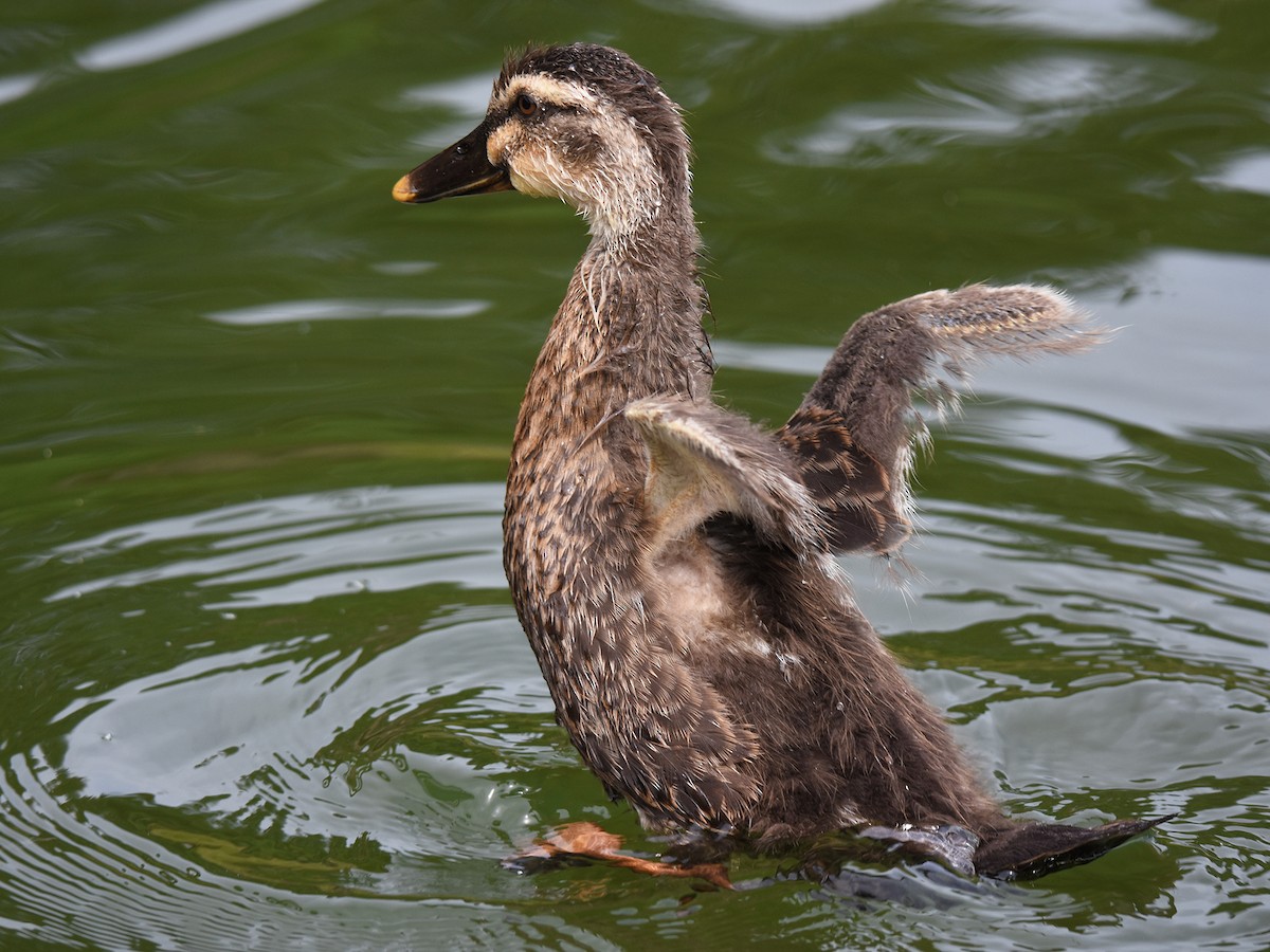 Eastern Spot-billed Duck - ML640021307