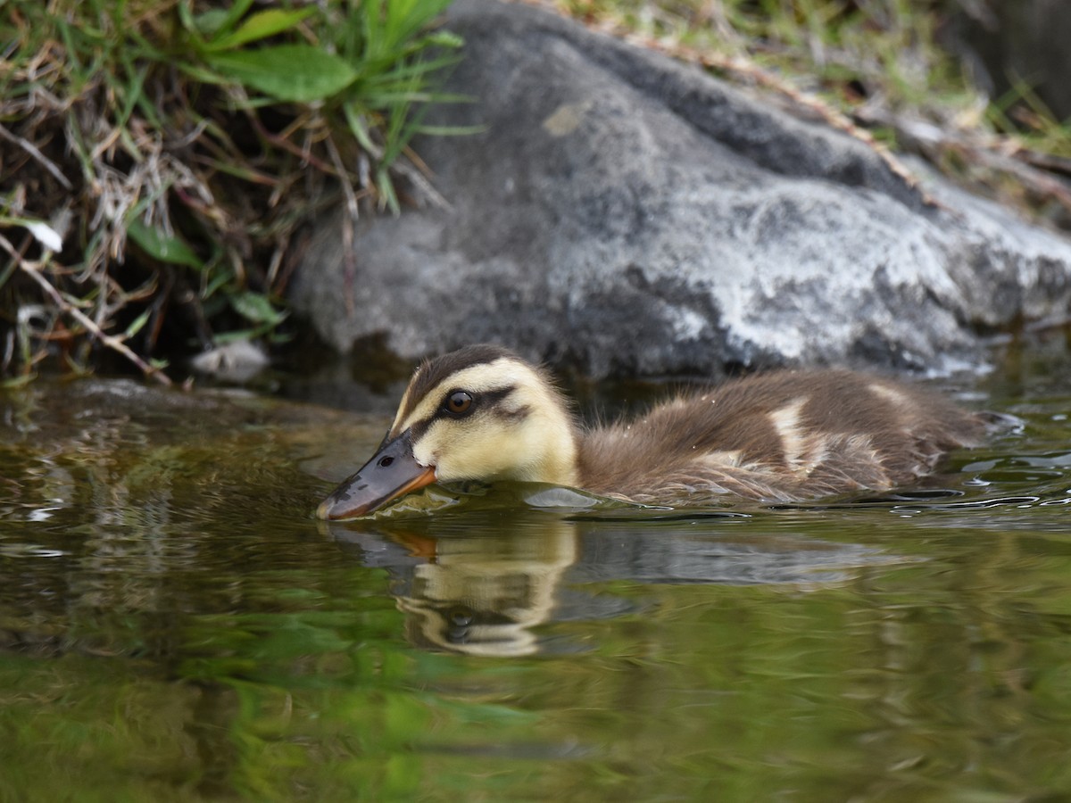 Eastern Spot-billed Duck - ML640021309