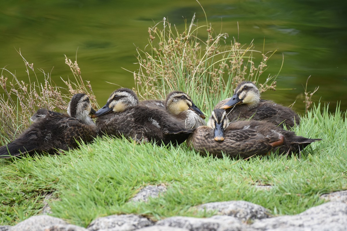 Eastern Spot-billed Duck - ML640021313