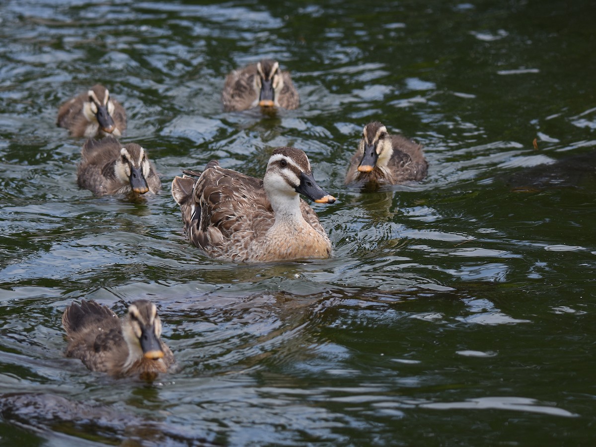 Eastern Spot-billed Duck - ML640021314