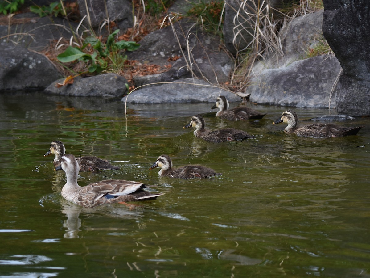 Eastern Spot-billed Duck - ML640021315