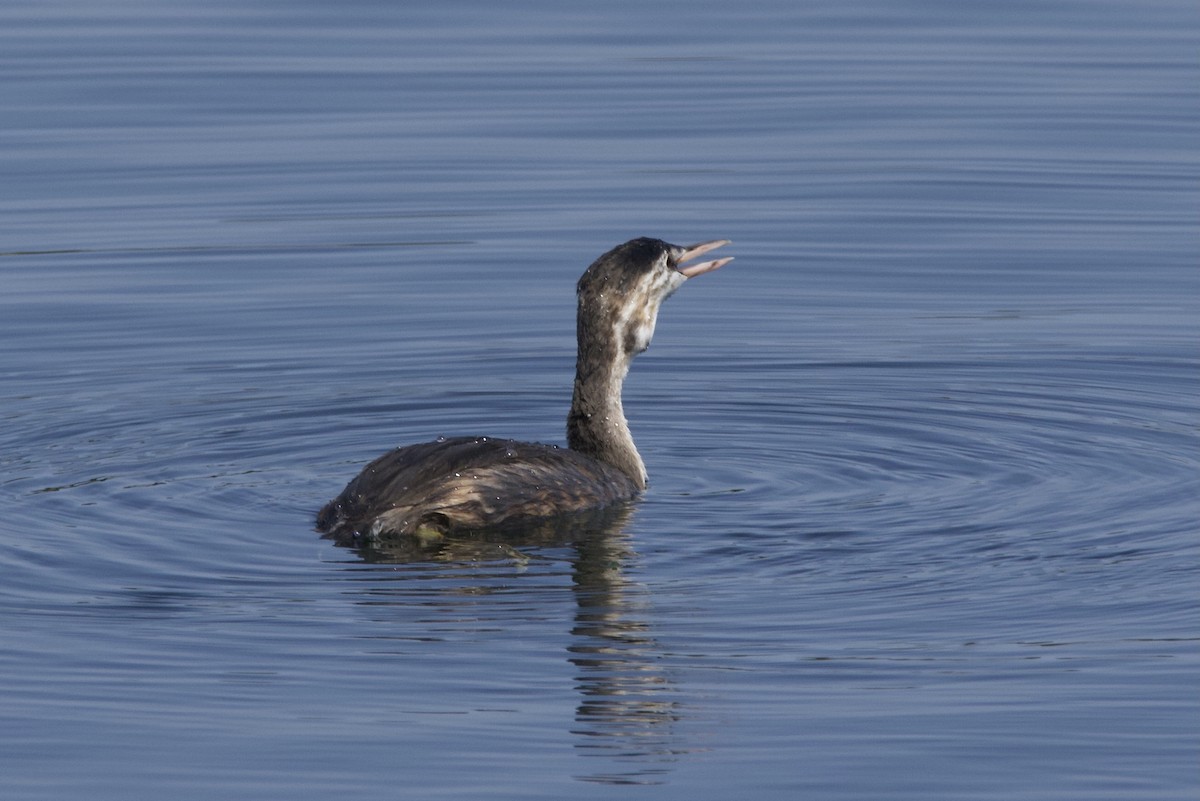 Great Crested Grebe - ML640021316
