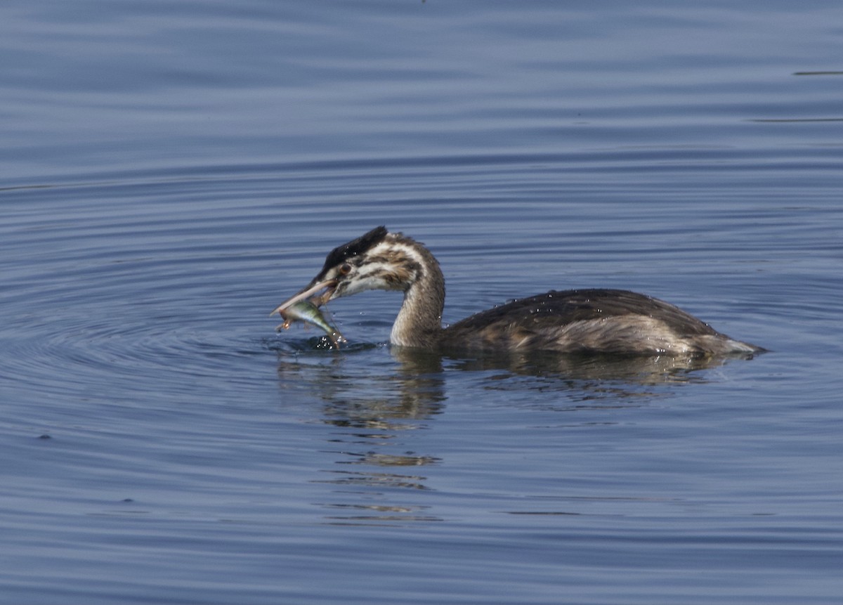 Great Crested Grebe - ML640021321