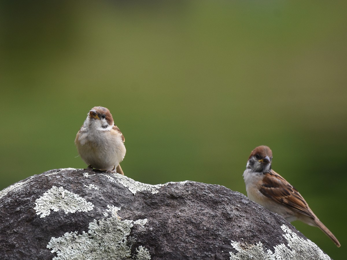 Eurasian Tree Sparrow - ML640021327