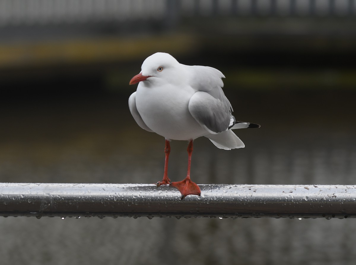Silver Gull - ML640021328