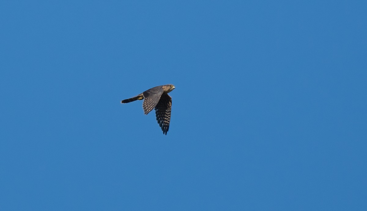Merlin - ML640021329