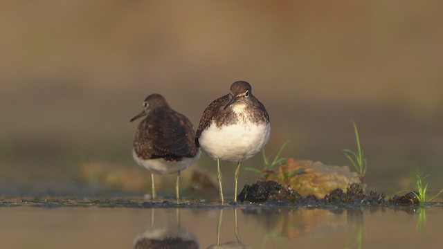 Green Sandpiper - ML640021332