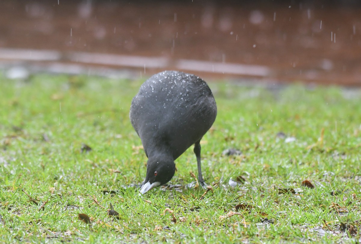 Eurasian Coot - ML640021333