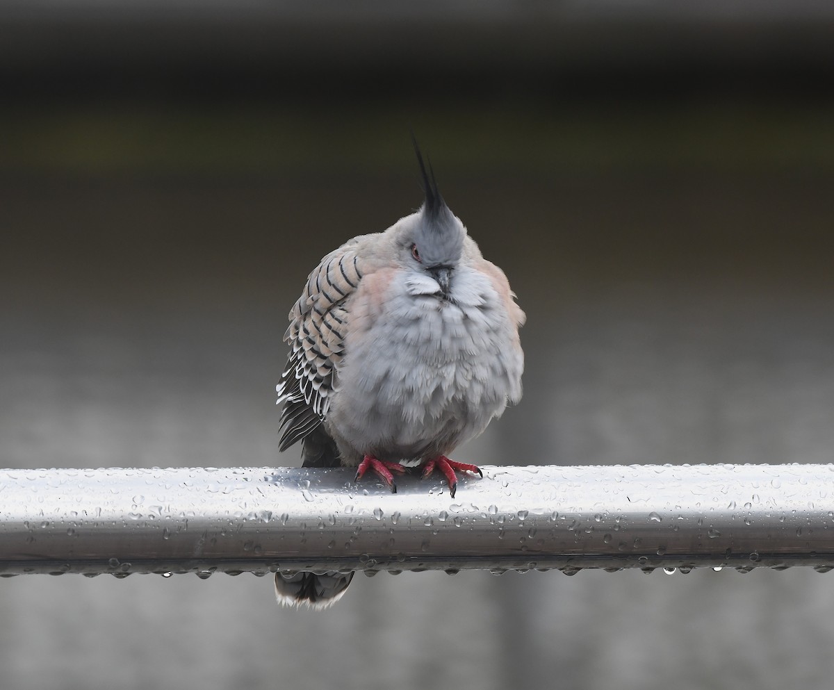 Crested Pigeon - ML640021334
