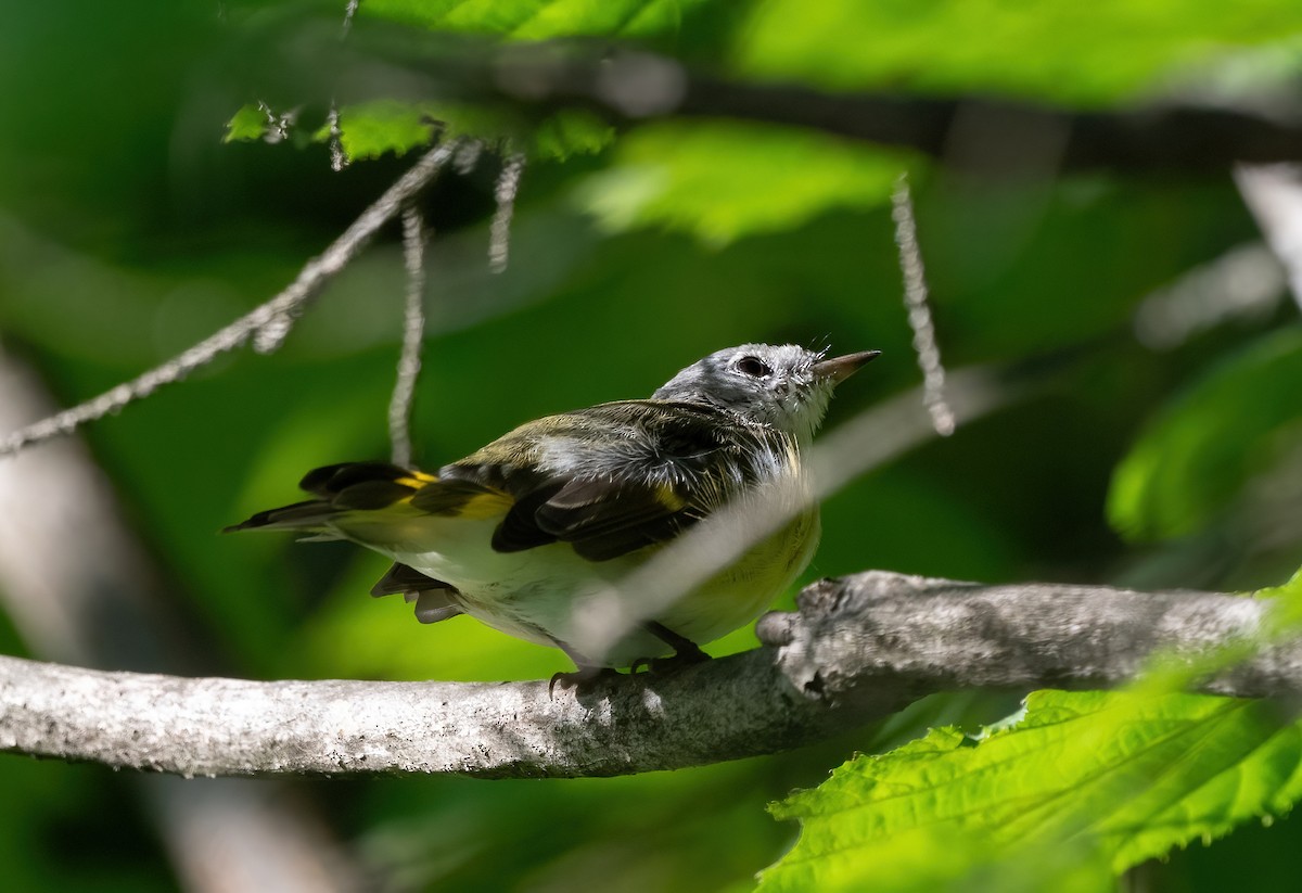 American Redstart - ML640021335