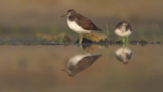 Green Sandpiper - ML640021337