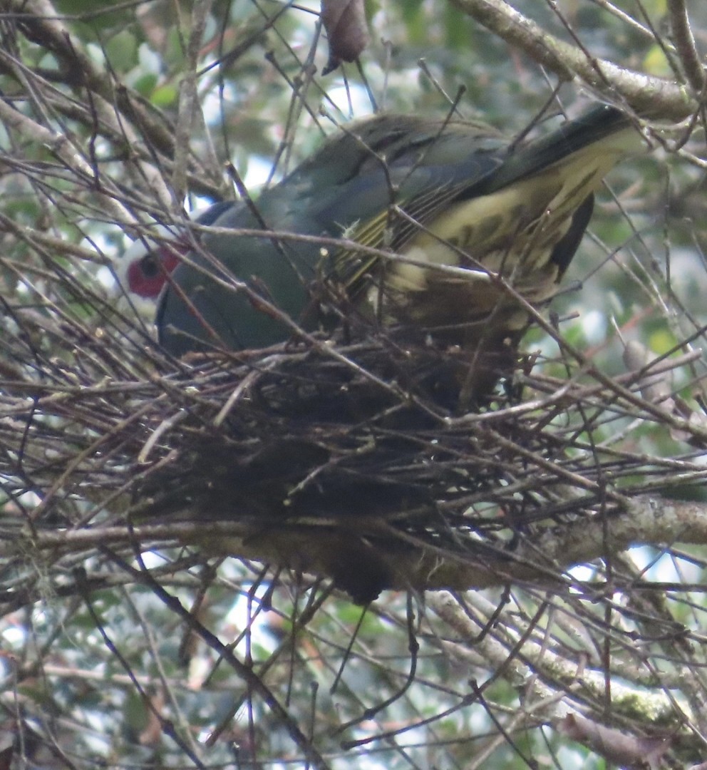 Red-eared Fruit-Dove (Red-eared) - ML640021357