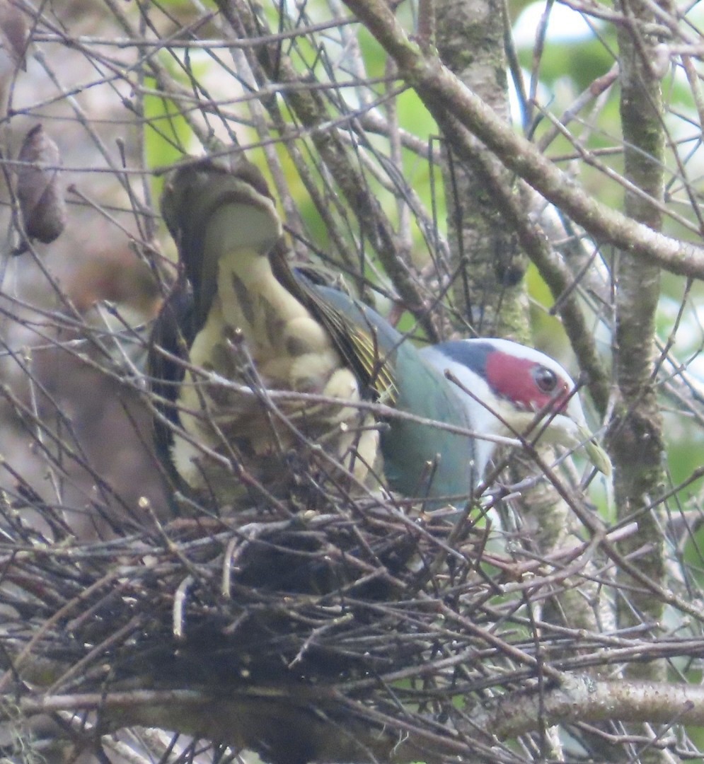 Red-eared Fruit-Dove (Red-eared) - ML640021358