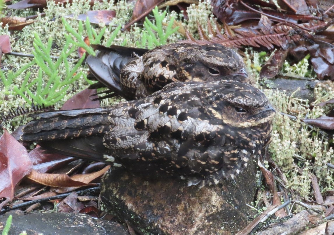 Diabolical Nightjar - ML640021376