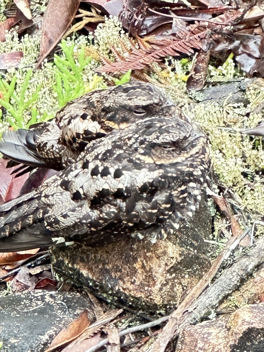 Diabolical Nightjar - ML640021377