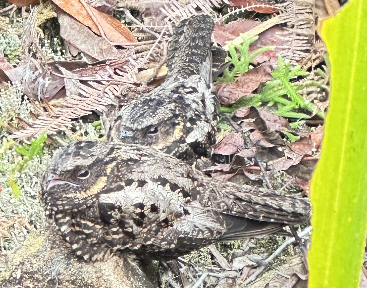 Diabolical Nightjar - ML640021378