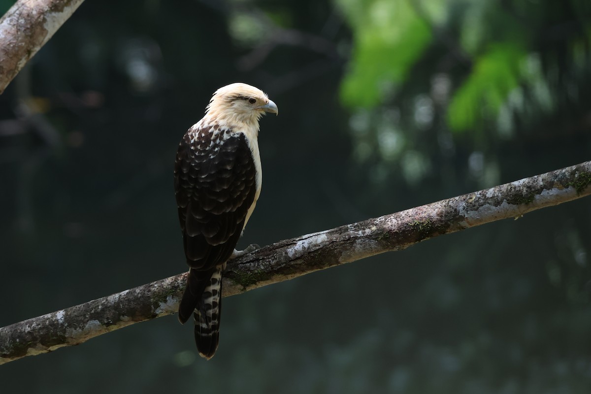 Yellow-headed Caracara - ML640021380