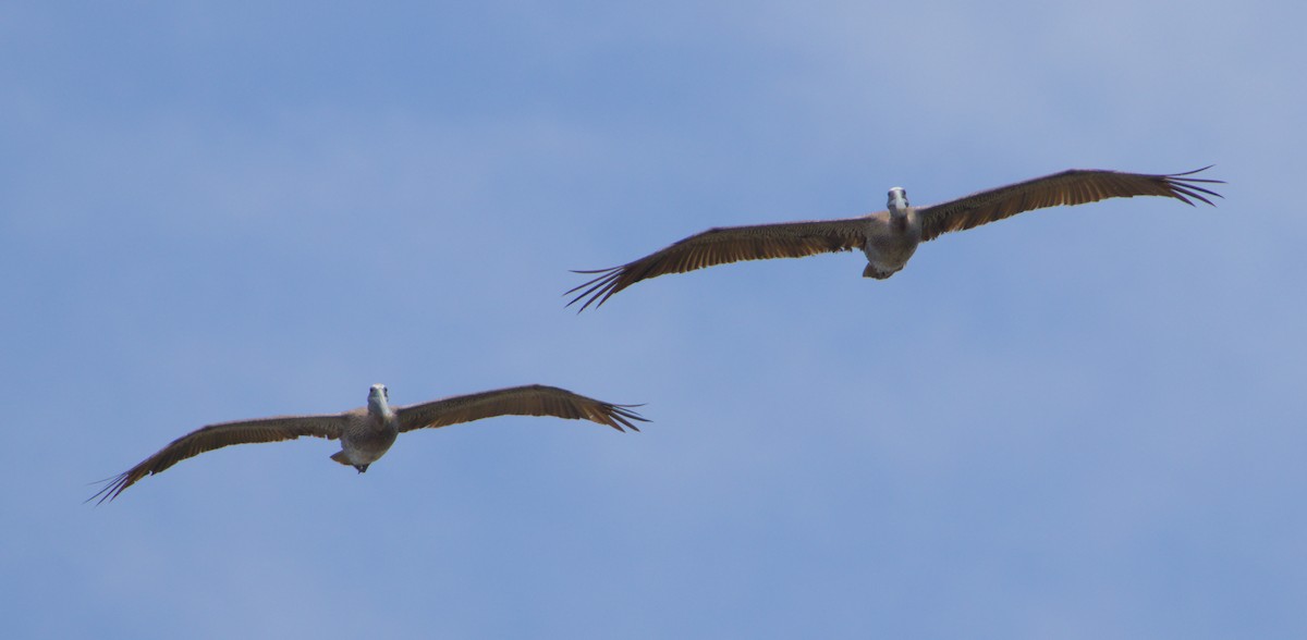 Brown Pelican - ML640021440