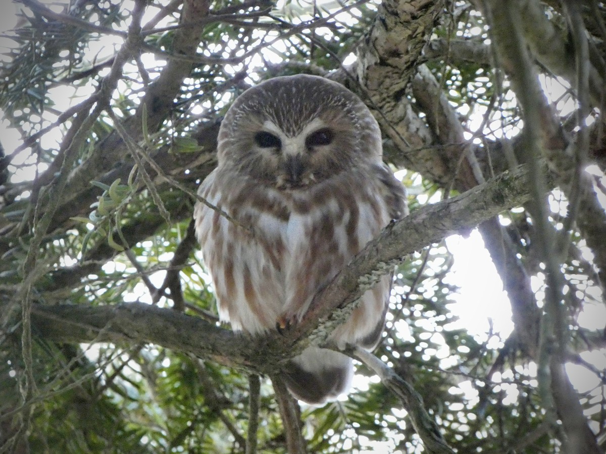 Northern Saw-whet Owl - ML640021479