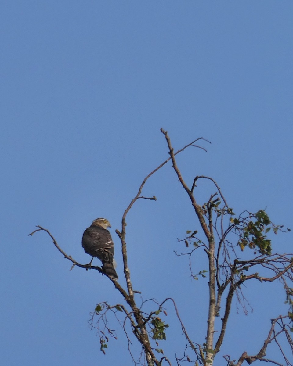 Eurasian Sparrowhawk - ML640021553