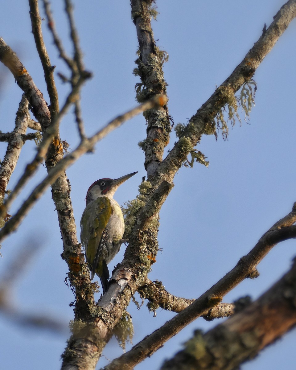 Eurasian Green Woodpecker - ML640021557