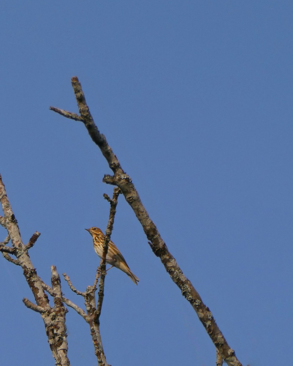 Tree Pipit - ML640021563