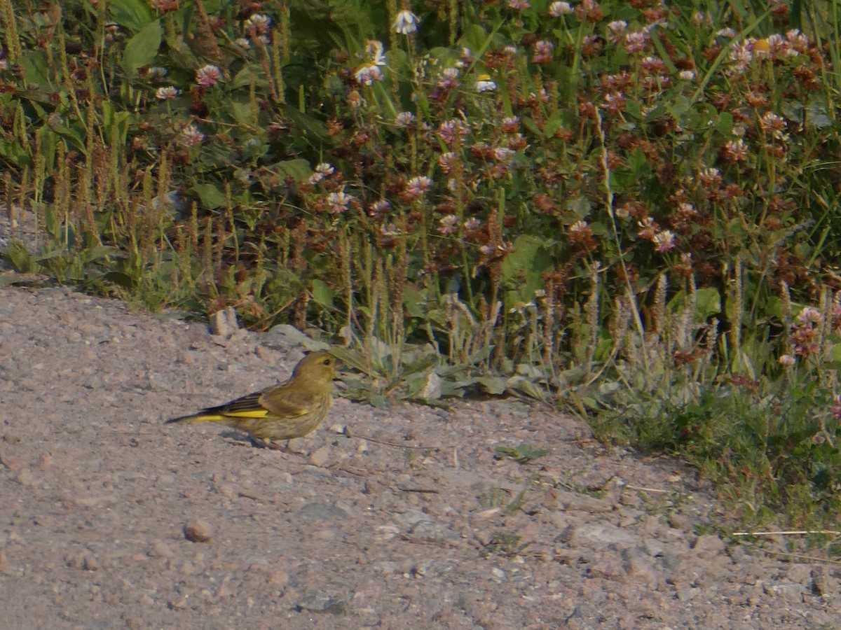 European Greenfinch - ML640021565