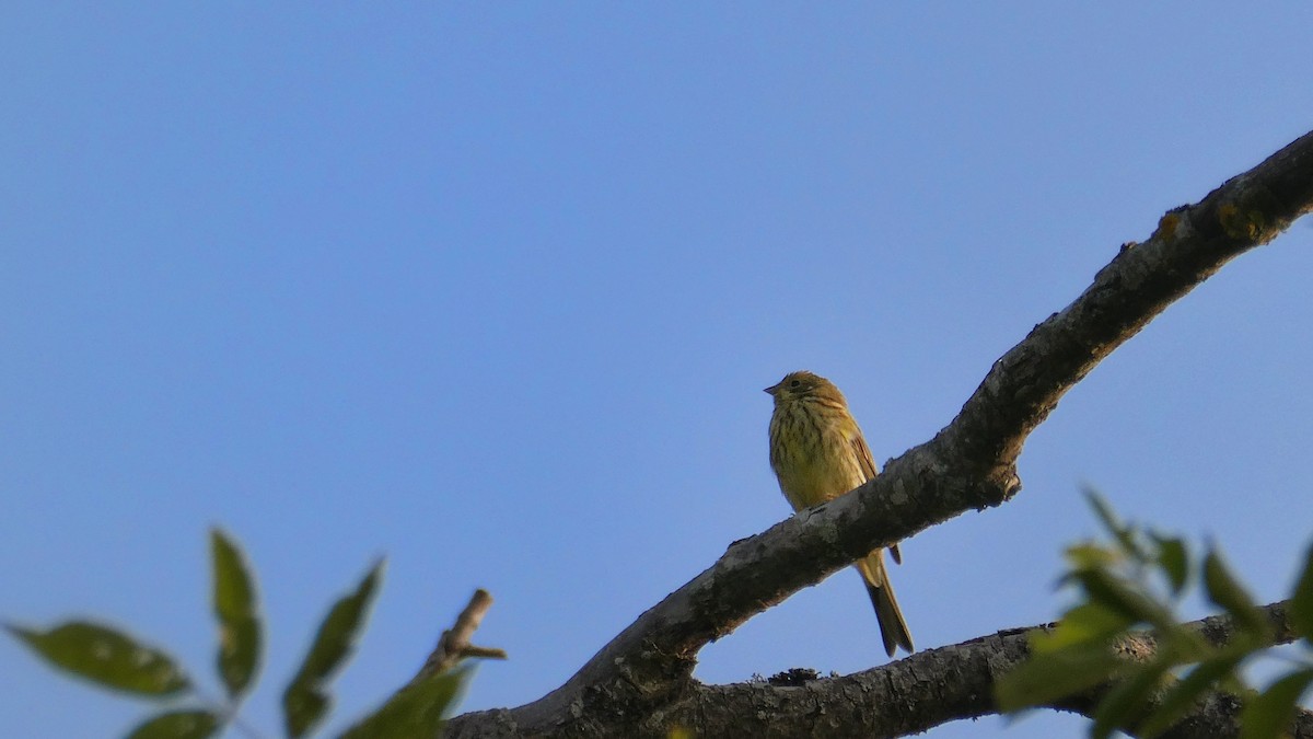 Yellowhammer - ML640021567