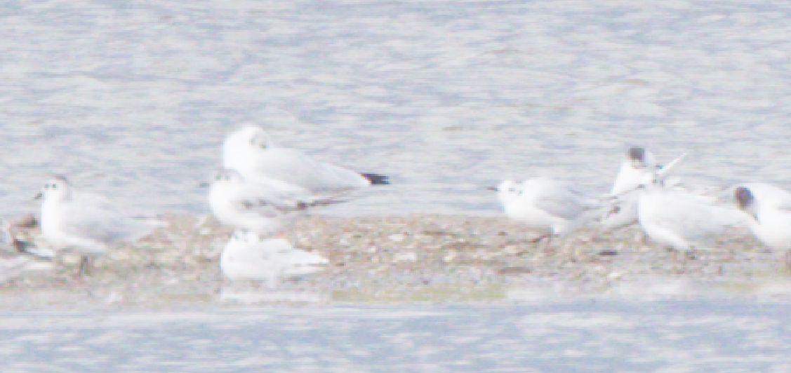 Little Gull - ML640021617
