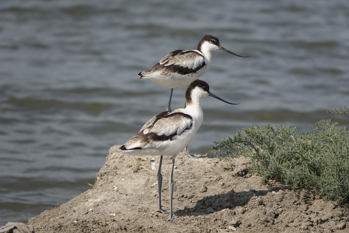 反嘴鴴 - ML640021631