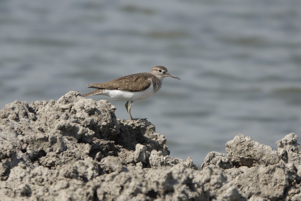 磯鷸 - ML640021642