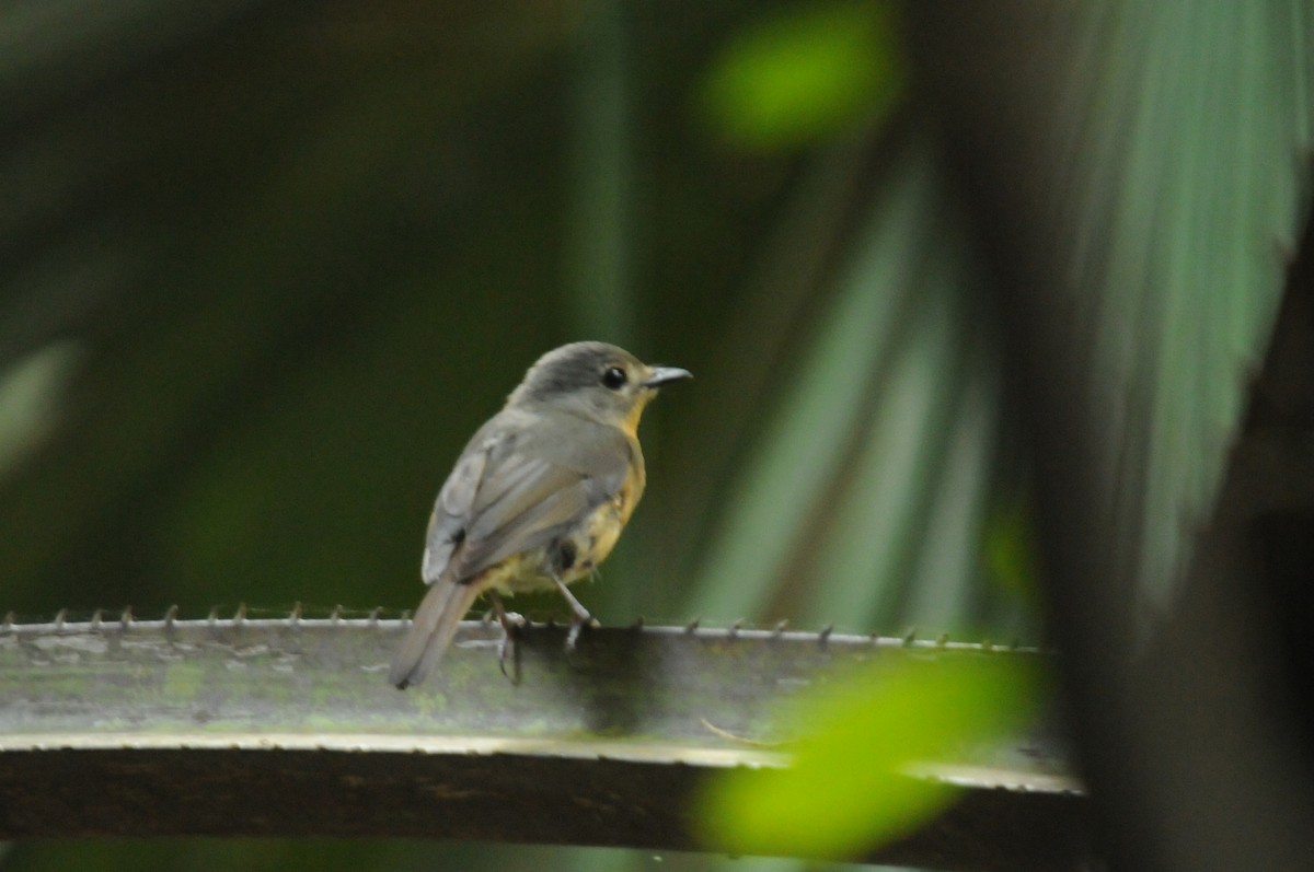 Javan Blue Flycatcher - ML640021649
