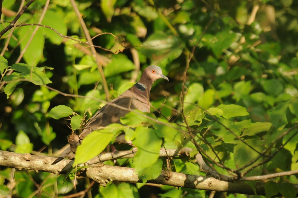 Sunda Collared-Dove - ML640021651