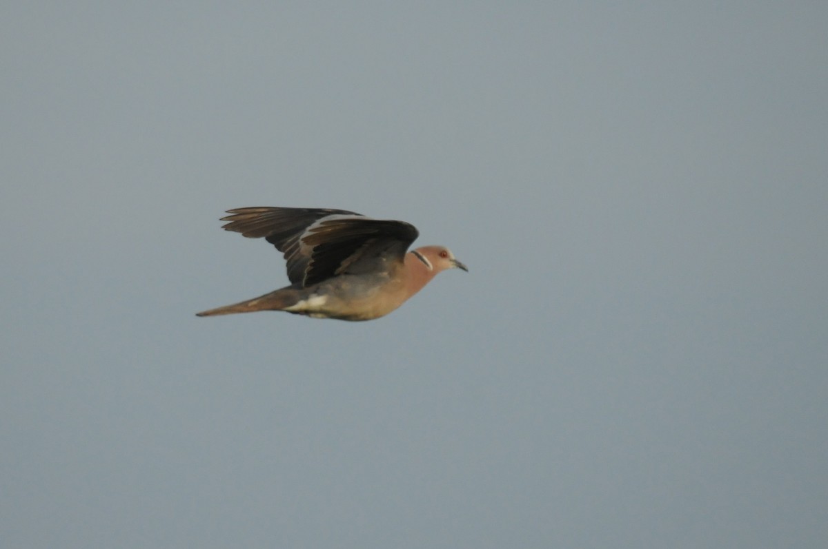 Sunda Collared-Dove - ML640021652