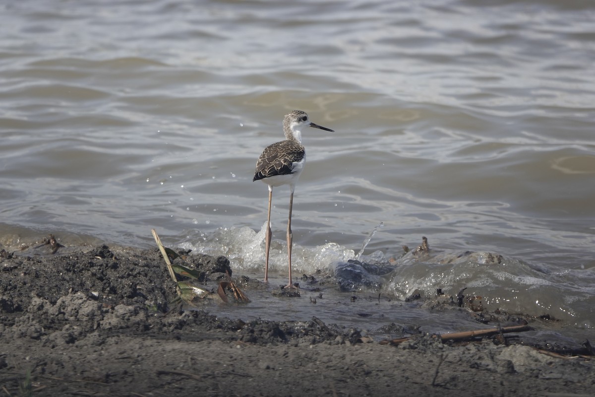 高蹺鴴 - ML640021684